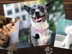 Winners of the 2019 Small Breed Photo Contest