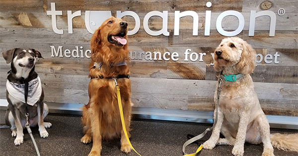 America’s 10 Most Pet Friendly Companies of 2019