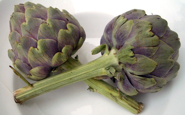 Can Dogs Eat Artichoke ? This is actually the Surprise in your life