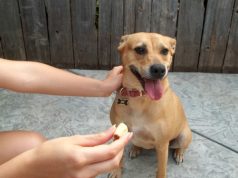 The Best Treats Regarding Dog Training