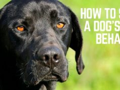 How Do You Stop A Puppy From Doing Unwanted Behavior? : Your dog Blog