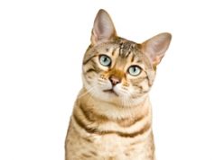 Top Five Ways to Assist Your Aging Pussy-cat with Arthritis