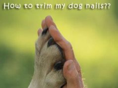 How to Trim Puppie’s Nails C A First timers Guide