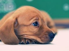 Tapeworms in Dogs C Expose Outlay from Background to Treatment