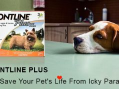 Frontline Plus Can Save Your Pet's Life By Icky Parasites