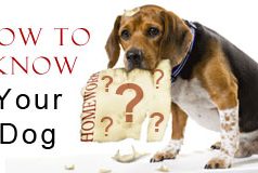 How to Know Your canine’s Behavior and Warning signs of Anxiety