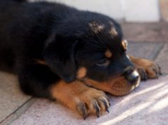 Behavioral Issues and Anxiety Disorders in Pet dogs –