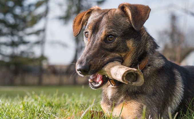 How to Prevent a Puppy&#039;utes Aggression Around Foodstuff