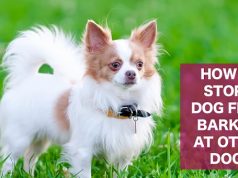 Stop A Dog From Barking And Snarling At Other Pets On Walks : A puppy Blog