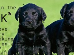 Fleas In The Park C Do I Have To Worry When Choosing My Dog At a Stroll?