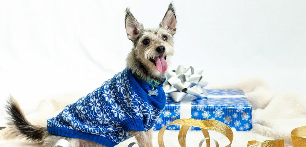 Tips To Keep Your Dogs and cats Safe &amp; Healthy That Holiday Festival Period