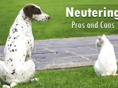 Neutering Canines Together with Felines- Pros And Cons