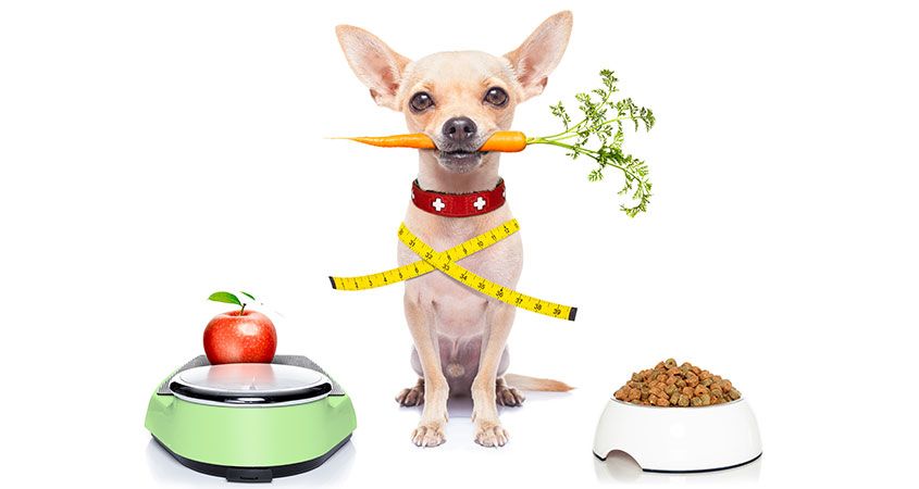 5 Tips For Revolving Your Dog&#8217;s Protein Base