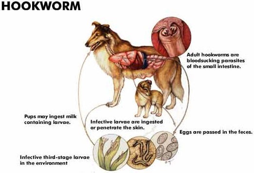 Seven Hookworm Infection Concerns That Pet Mother and father Ask