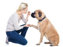 Glucosamine for Puppies C Limits the Risk of Joint inflammation