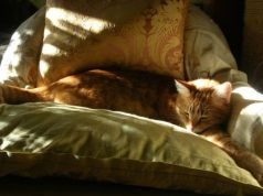 World’s Wealthiest Pet Food Companies and Maybe The reason why