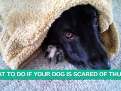What to Do if Your Doggie is Scared of Magic : A Dog Blog