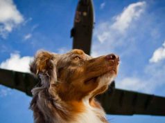 Should You Sedate Your Dog When Traveling By Plane?By Jean Andrei