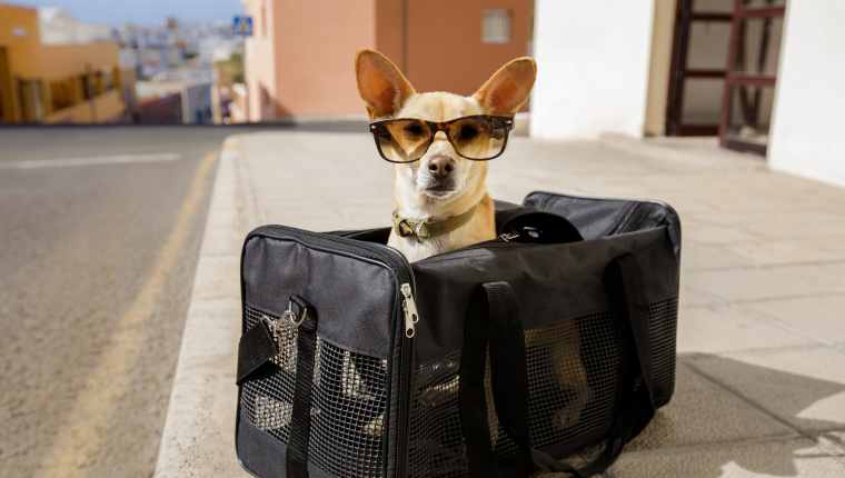 Should You Sedate Your Dog When Traveling By Plane?By Jean Andrei