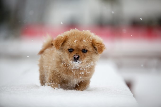 10 Adorable Puppies Playing In Their First Snow [PICTURES]By Higgins