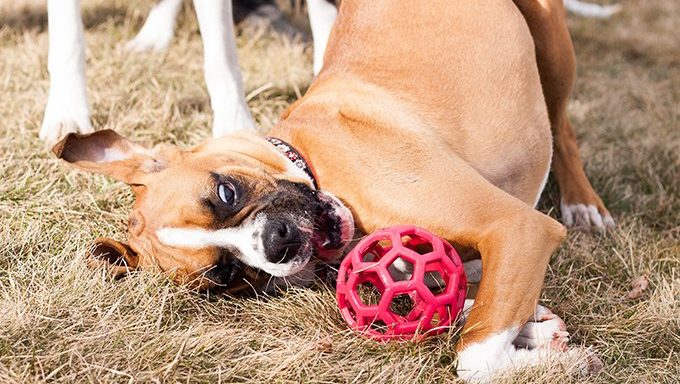 Boxer Puppies: Cute Pictures And FactsBy Maggie Clancy