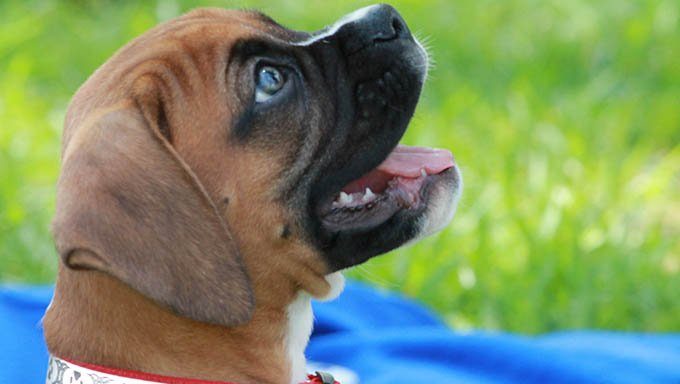 Boxer Puppies: Cute Pictures And FactsBy Maggie Clancy