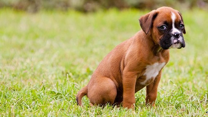 Boxer Puppies: Cute Pictures And FactsBy Maggie Clancy