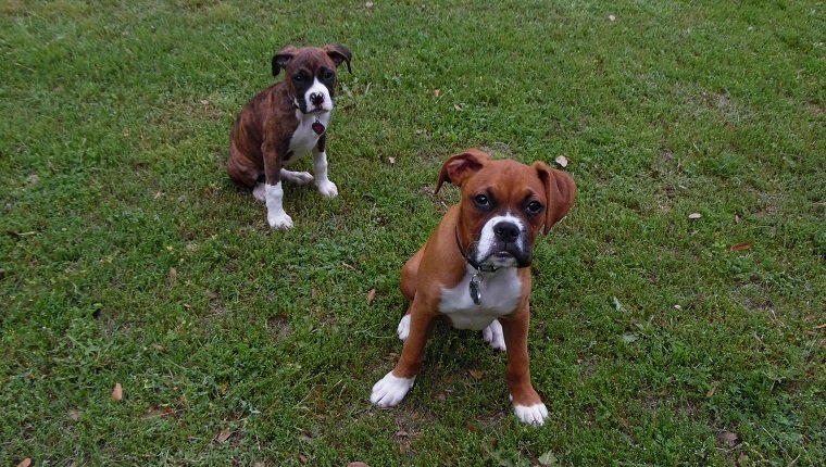 Boxer Puppies: Cute Pictures And FactsBy Maggie Clancy