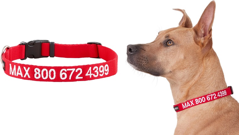 Check Out These Stylish Dog Collars To Show Off Your Pup&#8217;s PersonalityBy Phillip Mlynar