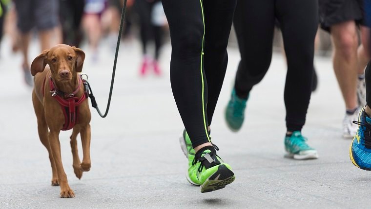 Is Jogging Or Running Safe For Dogs?By Mike Clark