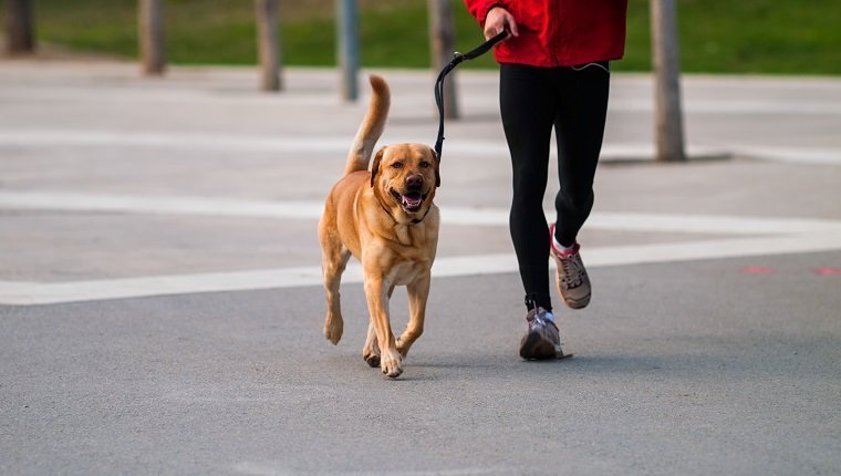 Is Jogging Or Running Safe For Dogs?By Mike Clark