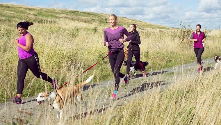 Is Jogging Or Running Safe For Dogs?By Mike Clark