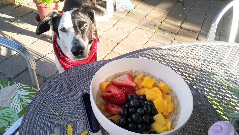 Can Dogs Eat Oatmeal? Is Oatmeal Safe For Dogs?By Phillip Mlynar