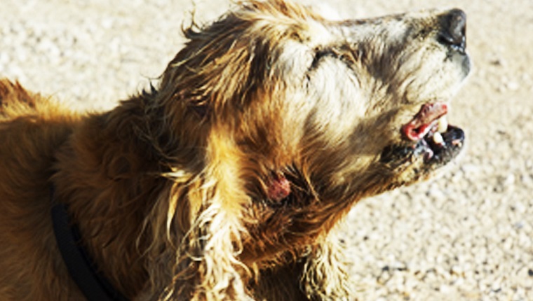 Basal Cell Carcinoma In Dogs: Symptoms, Causes, &#038; TreatmentsBy Mike Clark