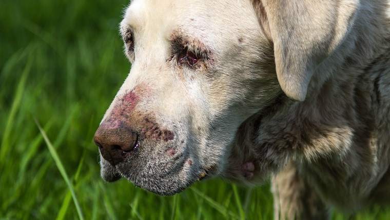 Basal Cell Carcinoma In Dogs: Symptoms, Causes, &#038; TreatmentsBy Mike Clark