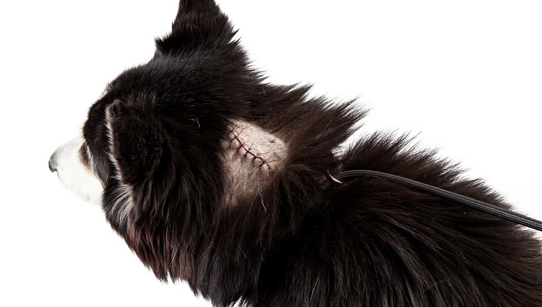 Basal Cell Carcinoma In Dogs: Symptoms, Causes, &#038; TreatmentsBy Mike Clark