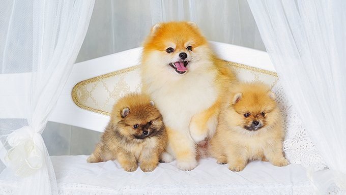 Pomeranian Puppies: Cute Pictures And FactsBy Maggie Clancy