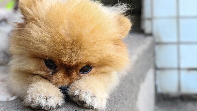 Pomeranian Puppies: Cute Pictures And FactsBy Maggie Clancy