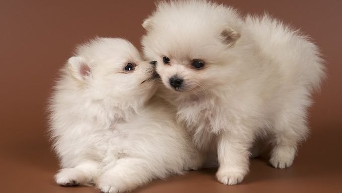 Pomeranian Puppies: Cute Pictures And FactsBy Maggie Clancy