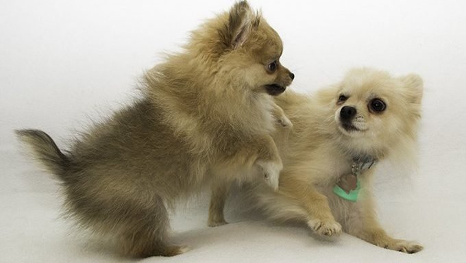 Pomeranian Puppies: Cute Pictures And FactsBy Maggie Clancy