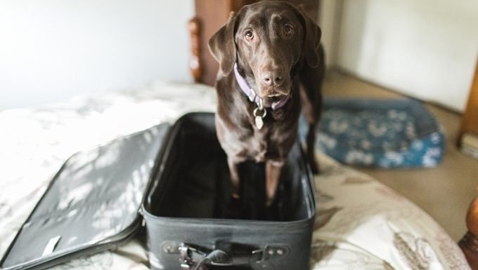 6 Tips So You Can Relax When You Travel Without Your DogBy Higgins