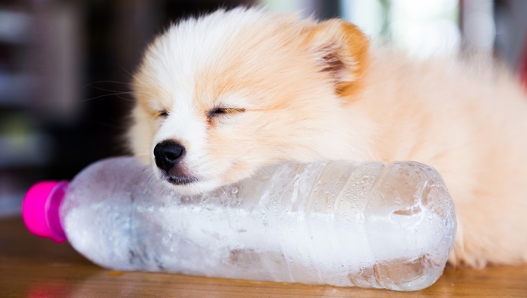 6 Tips So You Can Relax When You Travel Without Your DogBy Higgins