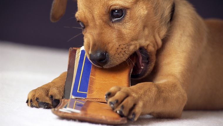 6 Tips So You Can Relax When You Travel Without Your DogBy Higgins