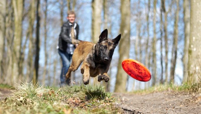 Dog Training: The Trouble With PunishmentBy DogTime