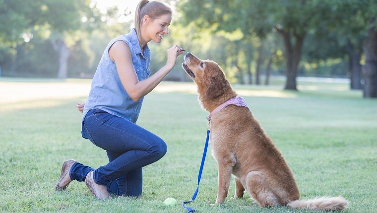 January Is National Train Your Dog Month: Here&#8217;s What That MeansBy DogTime