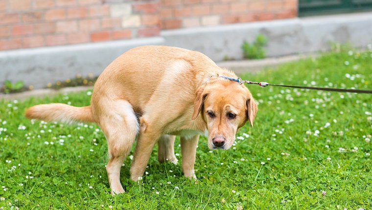 Prostate Cancer In Dogs: Symptoms, Causes, &#038; TreatmentsBy DogTime