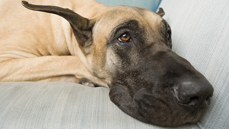 Prostate Cancer In Dogs: Symptoms, Causes, &#038; TreatmentsBy DogTime