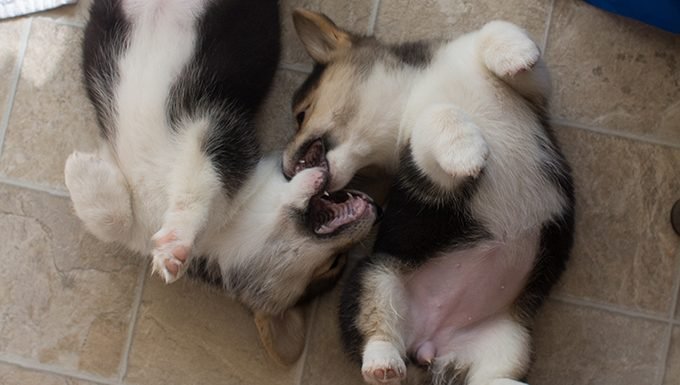 Corgi Puppies: Cute Pictures And FactsBy Maggie Clancy