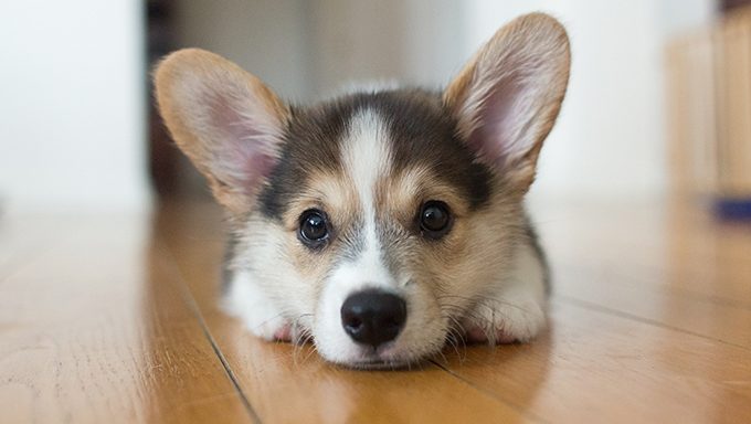 Corgi Puppies: Cute Pictures And FactsBy Maggie Clancy