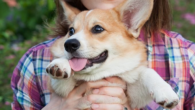 Corgi Puppies: Cute Pictures And FactsBy Maggie Clancy